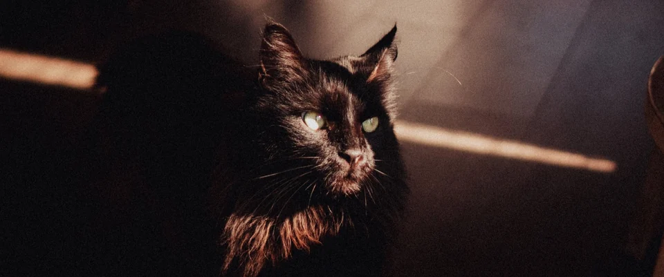 Schwarze Katze im warmen Licht